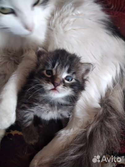 Кошка