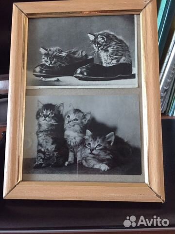 Фото кошек объявление продам