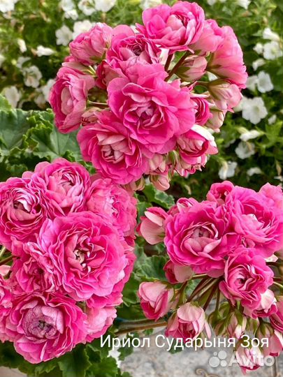 Пеларгонии сортовые