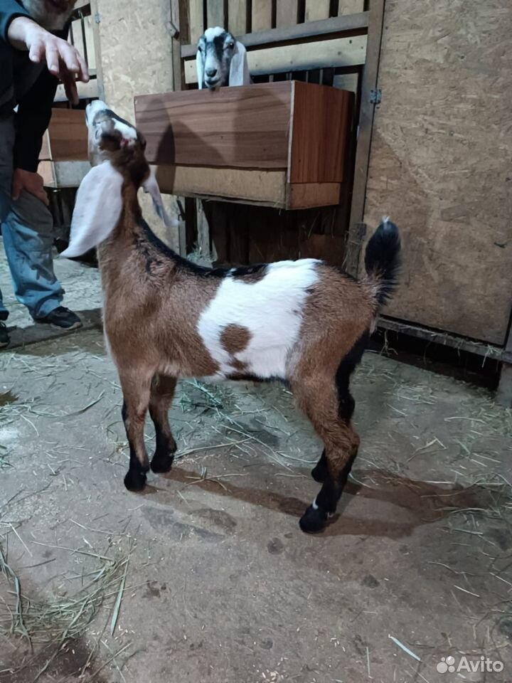 Англо нубийские козлята