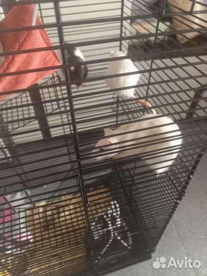 Крыса домашняя