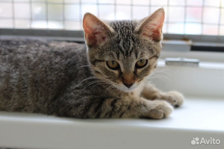 Котенок Ириска