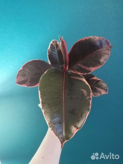 Фикус эластика розовый белиз