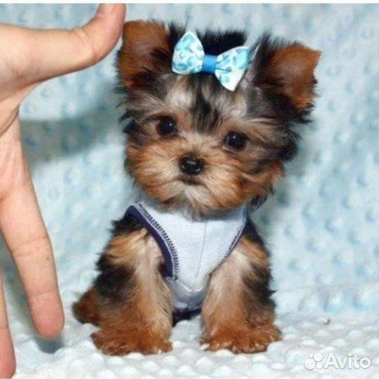 Йоркширский терьер, мини девочка