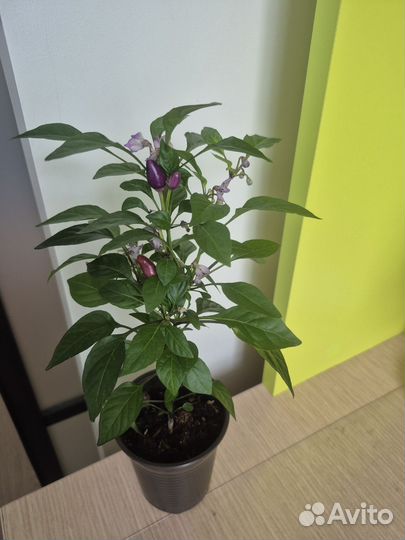 Перец декоративный