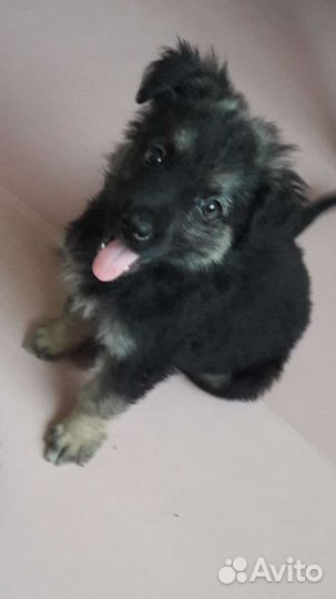 Собаки бесплатно в добрые руки щенки