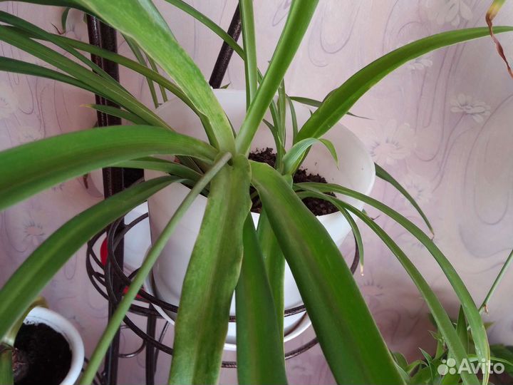 Хлорофитум