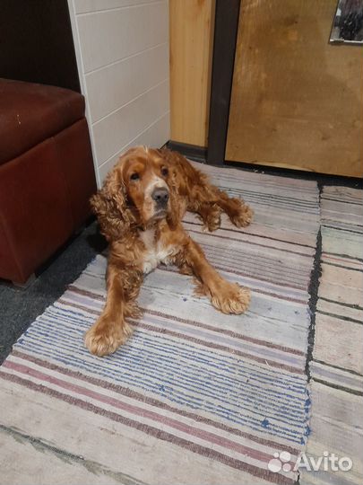 Вязка Английский кокер спаниель