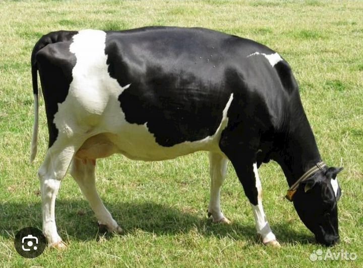 Корова высокоудойная