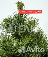 Сосна 1м - 1,5 оптом и в розницу
