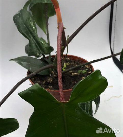 Филодендрон Флорида с красн. черешками и пупырками