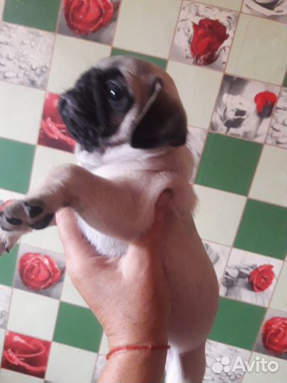 Щенок мопса девочка
