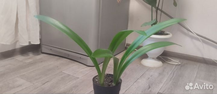 Гипераструм