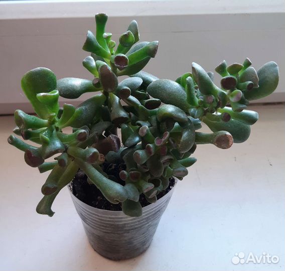 Толстянка Хоббит