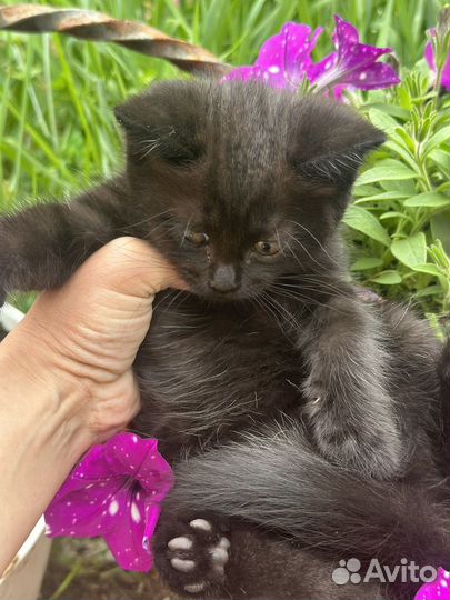 Котята в дар бесплатно