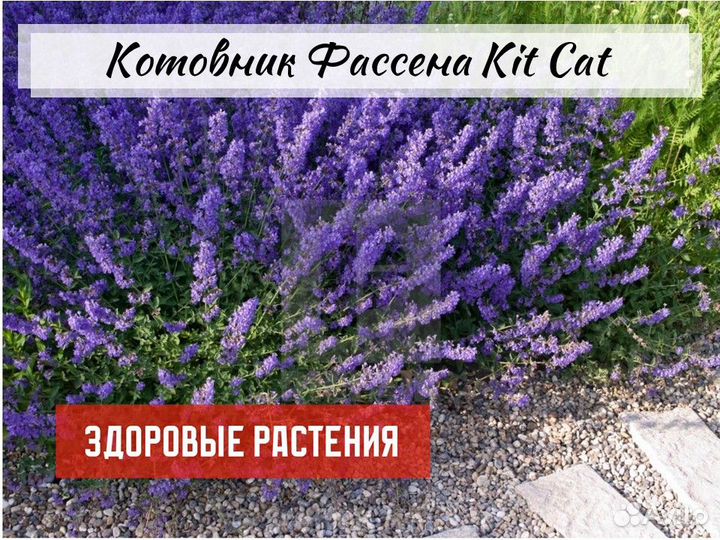 Котовник Фассена, растения для природного сада