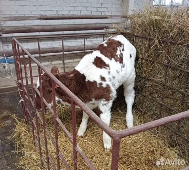 Телята бычки