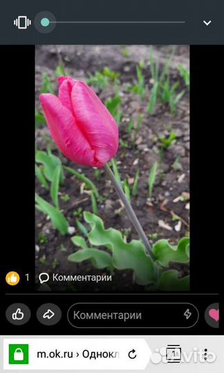 Луковицы тюльпанов, нарцысов ит.д