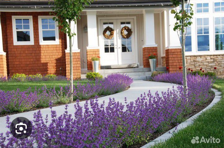 Лаванда синева