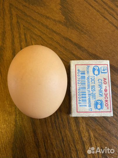 Куры несушки