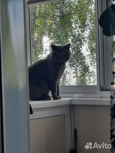 Вязка с Британским котом
