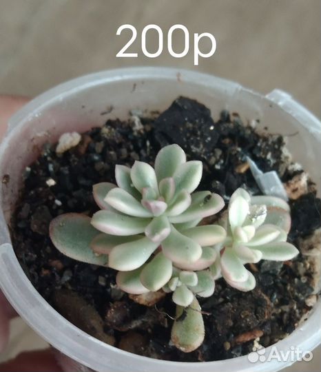 Суккуленты