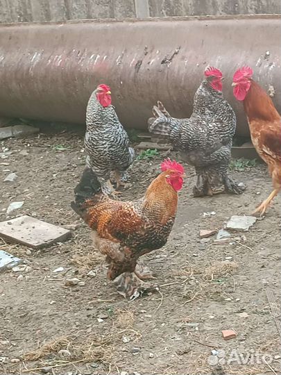 Молодые петухи