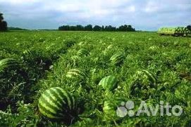 Арбузы Оптом