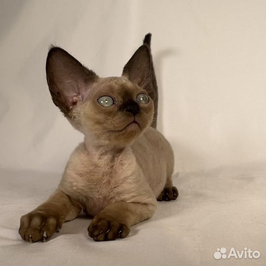 Котята девон рекс