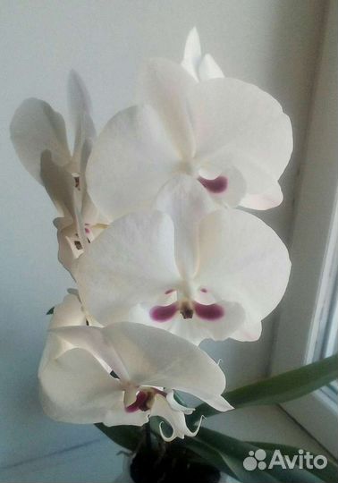 Фаленопсисы