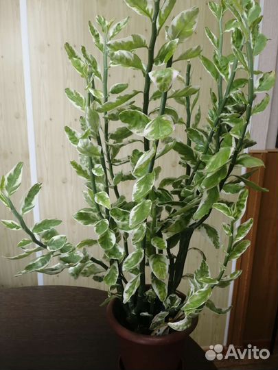 Педилантус