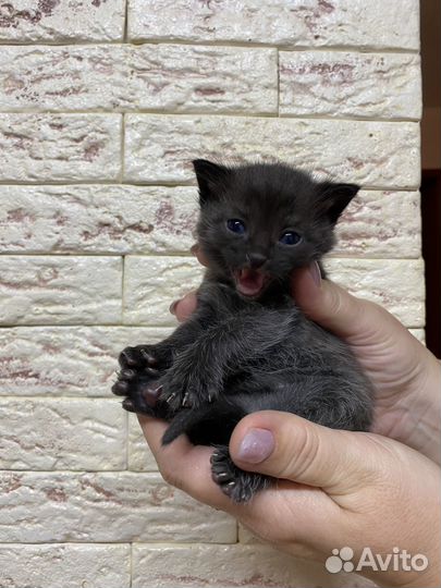 Котята бесплатно