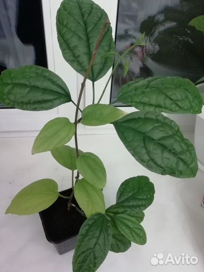 Клеродентрум, декабрист белый и фуксия цветущие