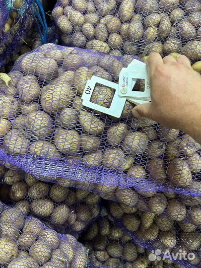 Продам продовольственный картофель