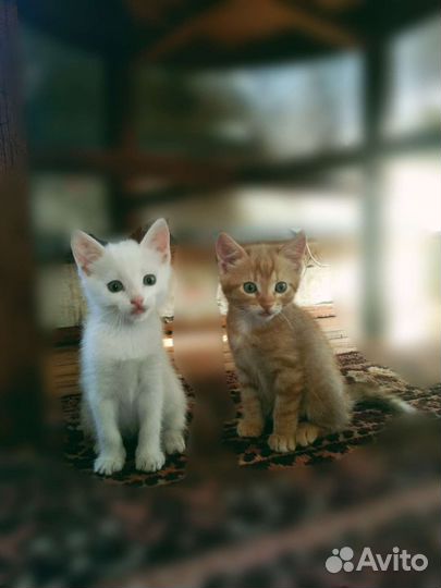 Милые котята 2 месяца