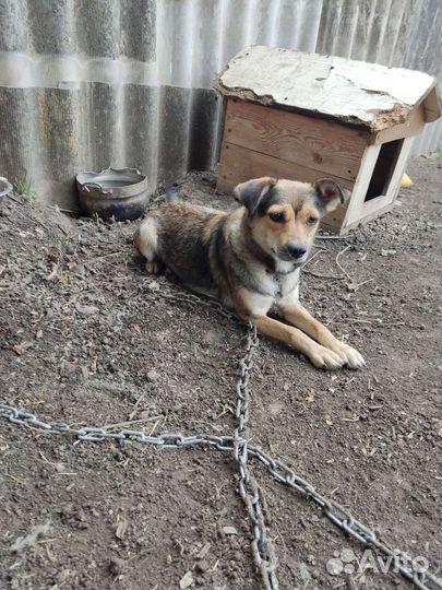 Собака в дар