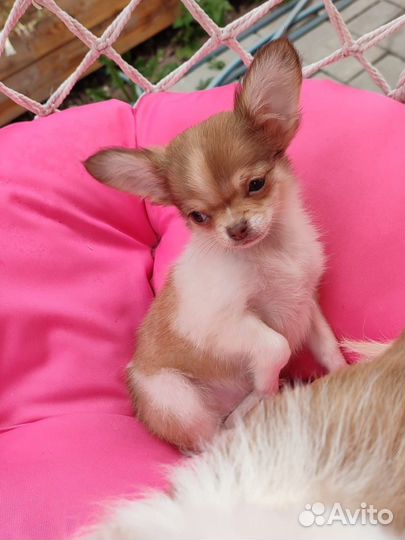 Чихуахуа девочка