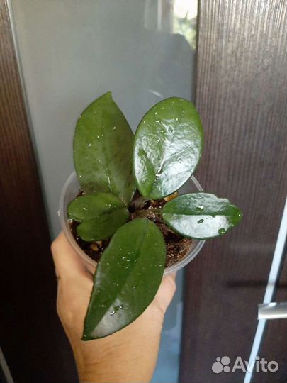 Хлорофитум хохлатый