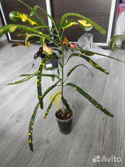 Кротон брызги шампанского