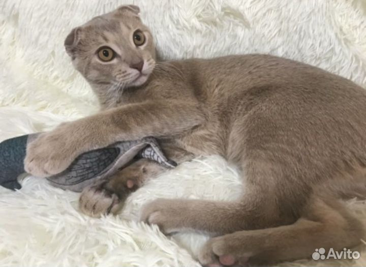 Котик Симба в добрые руки