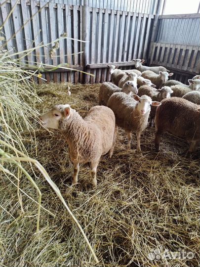 Ярки на племя