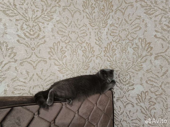 Вислоухая британка,отдам в хорошие руки