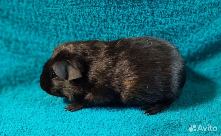 Морские свинки мальчики