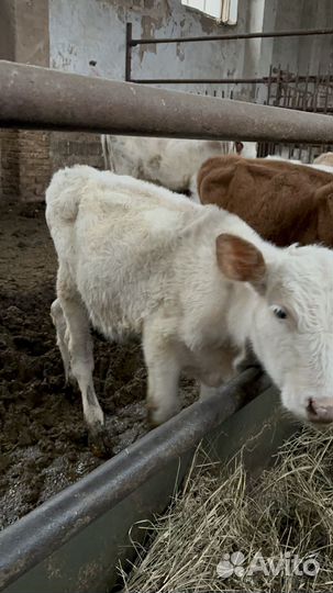 Бычки и телка