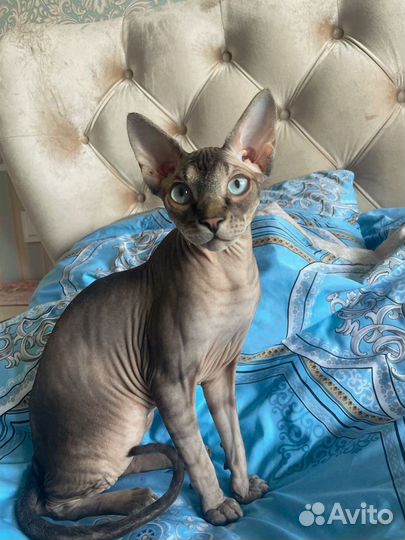 Аренда кошек Канадский сфинкс