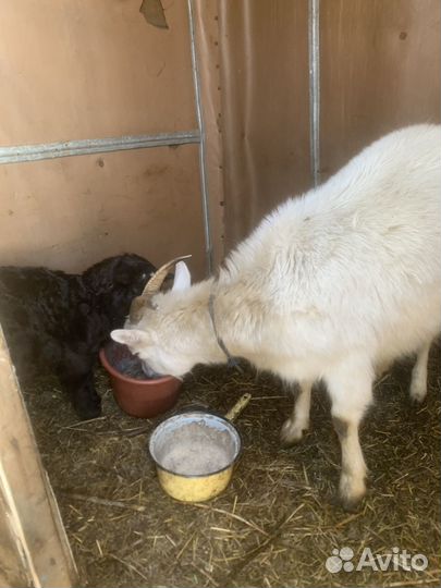 Продам коз