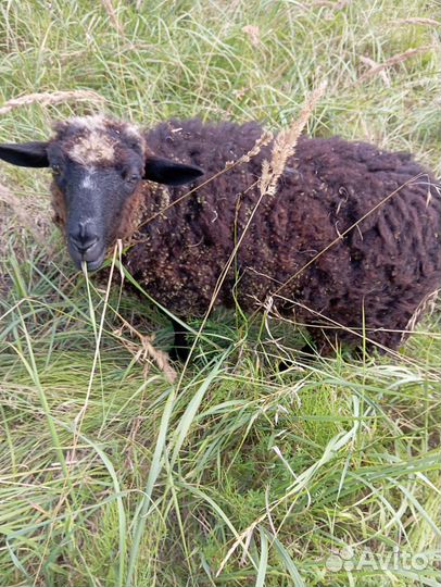 Овцы бараны