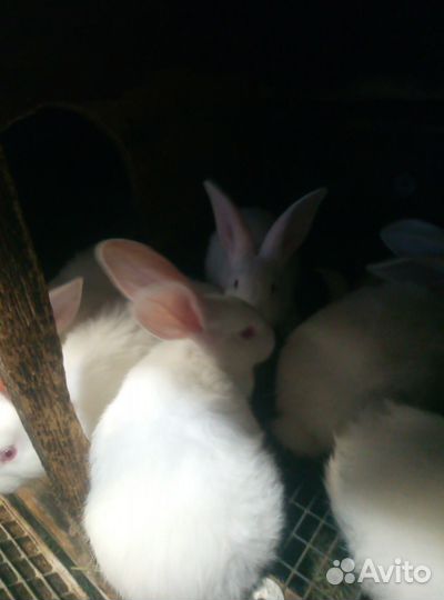 Кролик белый панон