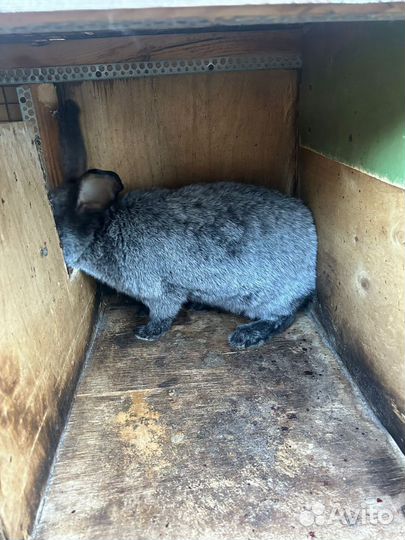 Продаются кролики
