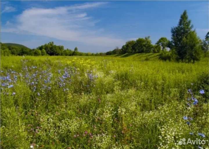 Бесплатно. Разнотравье на сено